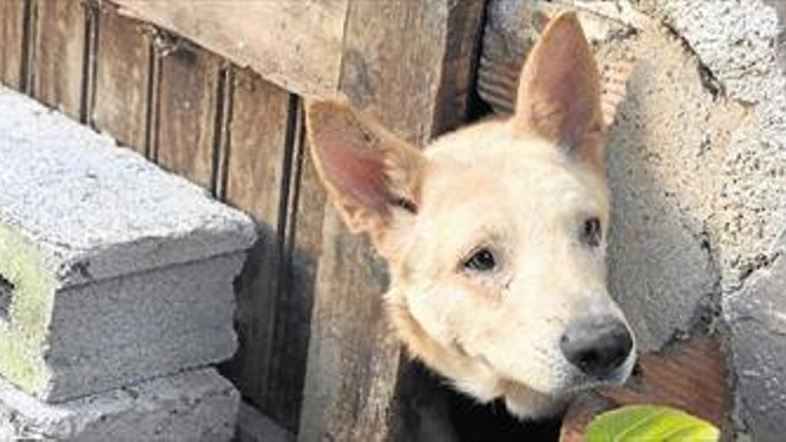 Salvan a 8 perros entre sus heces tras 7 días sin comer