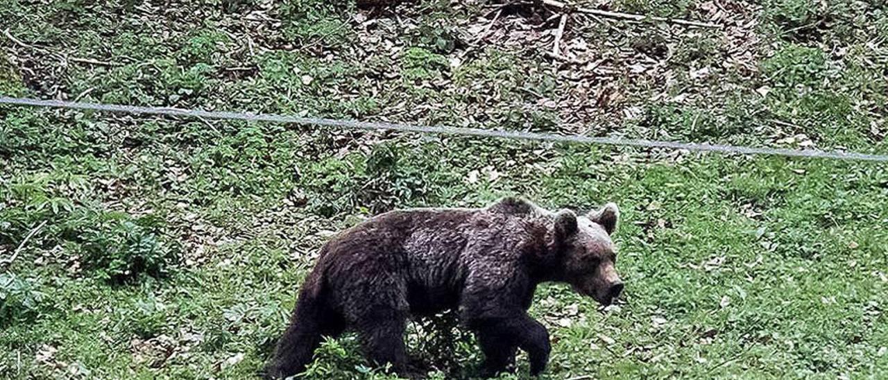 El oso avistado en San Isidro el pasado verano.