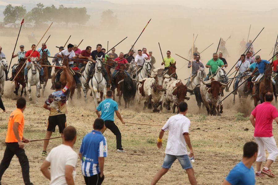 Segundo encierro taurino en Guarrate