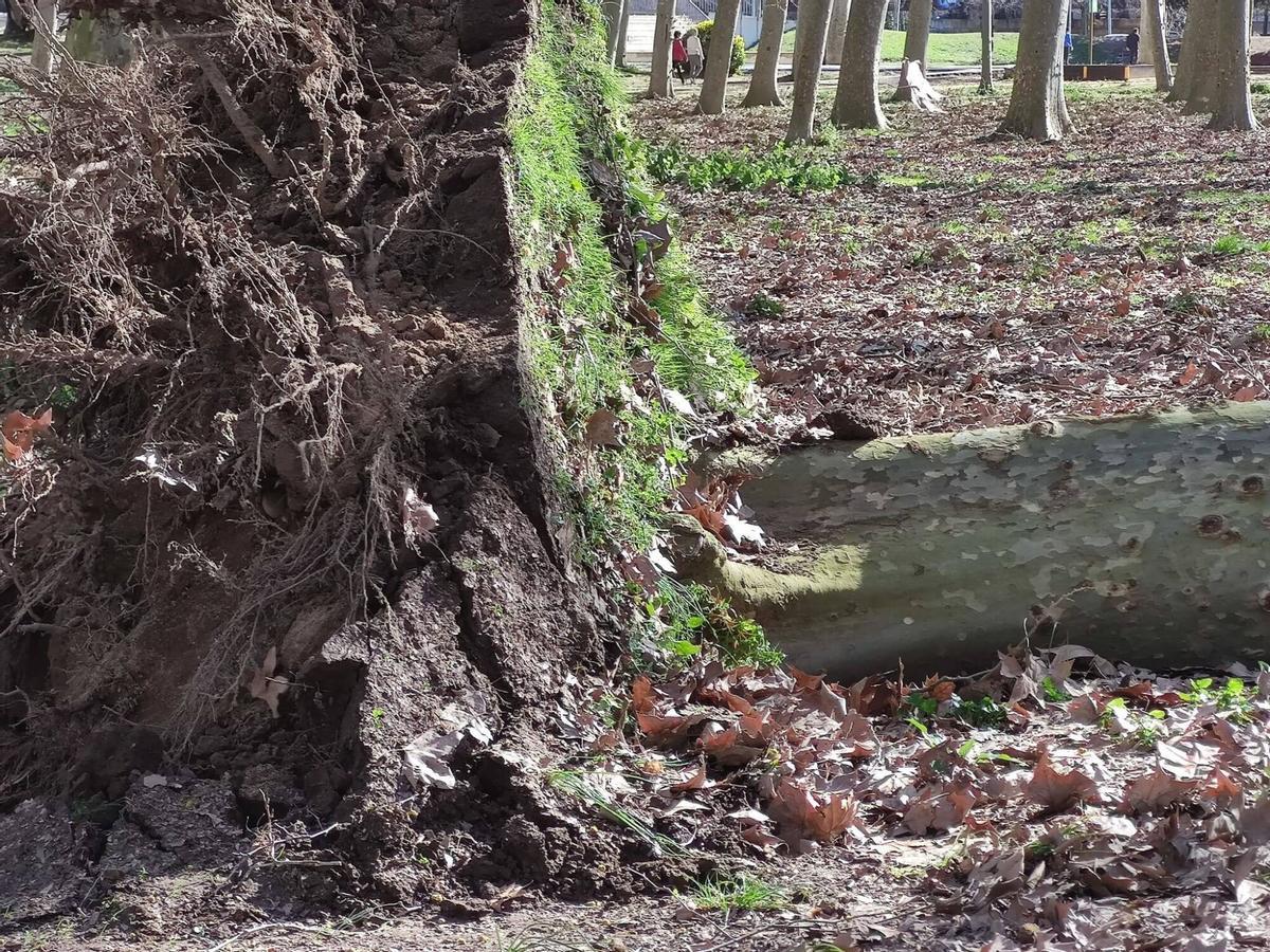 Arbres caiguts a Girona per la ventada Arbres caiguts a Girona per la ventada