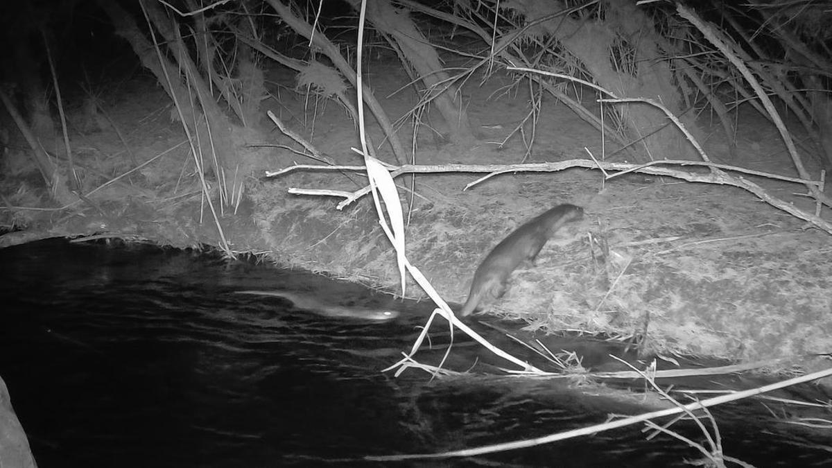 Nutrias avistadas en Aspe