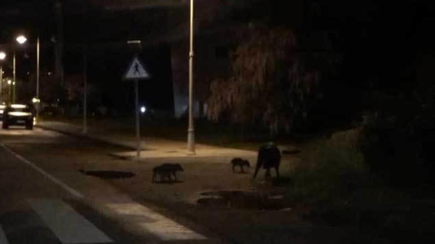 La familia de jabalíes, en la madrugada del sábado, en Salinas.