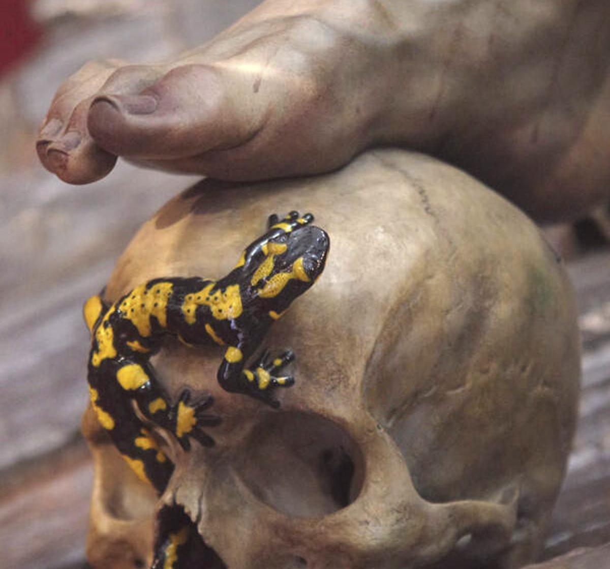 Salamandra del trono de Humildad y Paciencia.