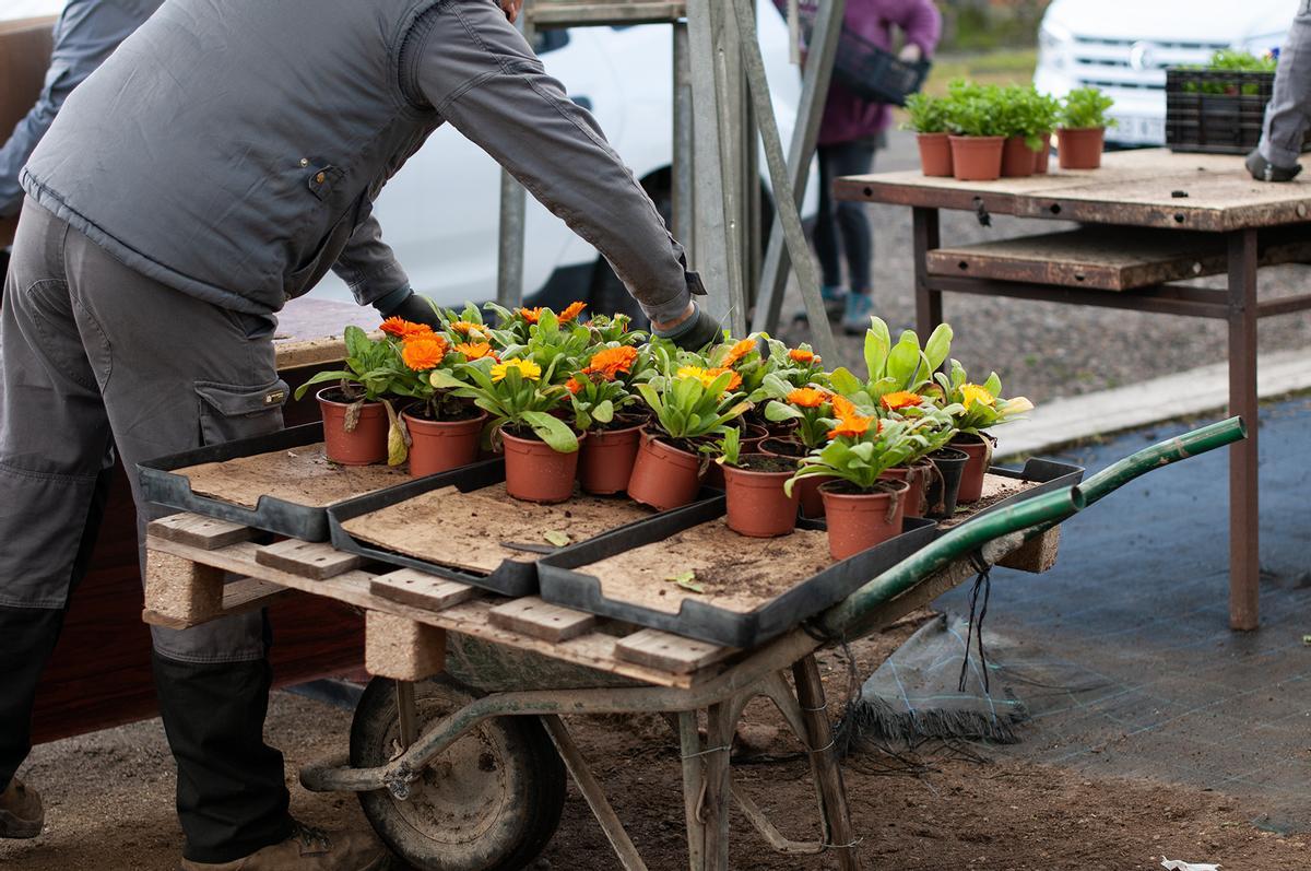La Diputación de Cáceres distribuirá 48.000 plantas de diez especies diferentes en su Campaña de Primavera para embellecer municipios La Diputación de Cáceres distribuirá 48.000 plantas de diez especies diferentes en su Campaña de Primavera para embellecer municipios