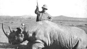 La caça furtiva hauria «encongit» les banyes dels rinoceronts