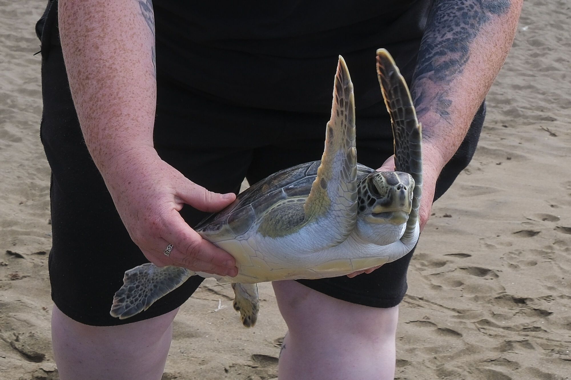 Liberan una tortuga en Telde