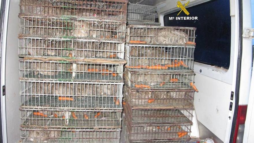 Imputado un vecino de Mérida por transportar 500 conejos enjaulados y hacinados