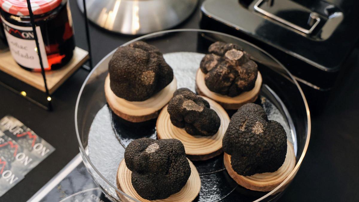 Varias muestras de trufa negra expuestas en una bandeja