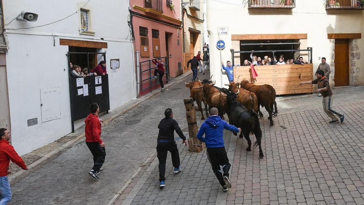 Los toros volverán a final de mes a Segorbe con las fiestas de San Antón.