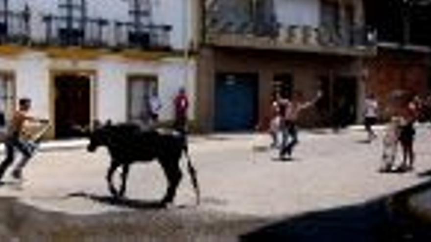 El encierro de los novillos de Jesús Torero finaliza sin ningún incidente