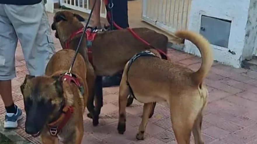 Maltractament animal a Empuriabrava: tres gossos tancats en un cotxe i l&#039;amo acaba detingut per agredir un agent