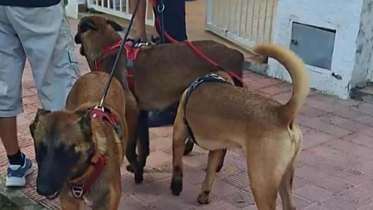 Els tres gossos que estaven tancats dins el cotxe.