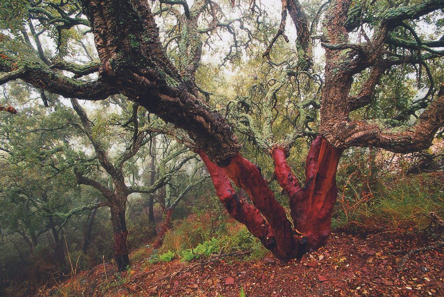 Parque natural de la Sierra de Espadán