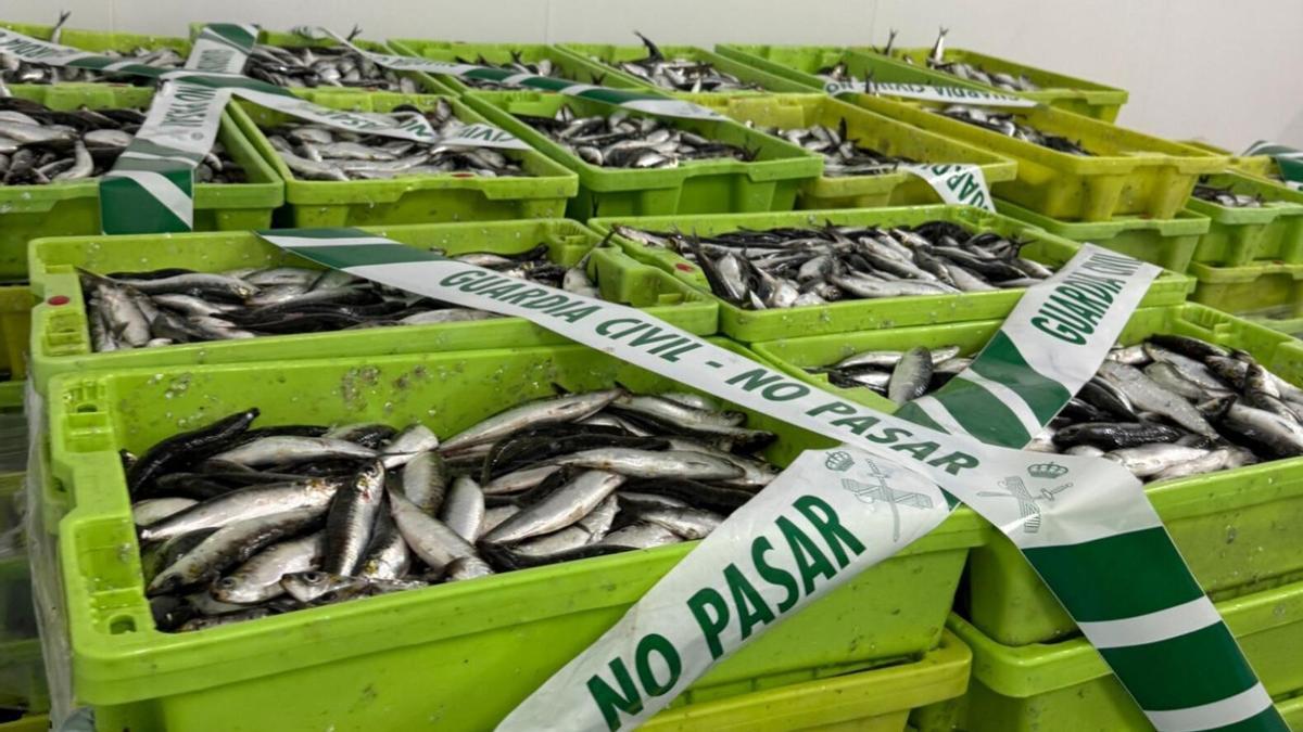 Cajas de sardina intervenidas por la Guardia Civil en Portonovo.