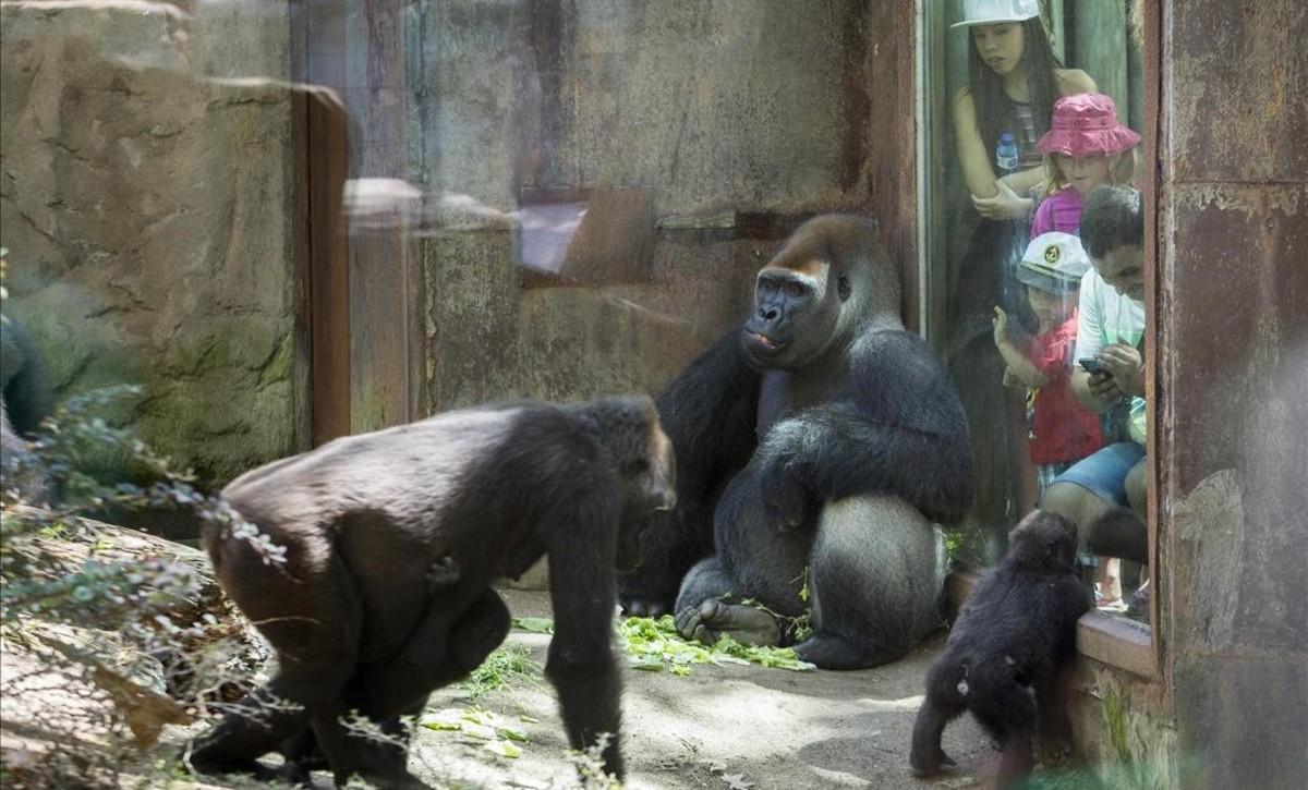 Instalación de los gorilas en el zoo de Barcelona.