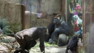 Instalación de los gorilas en el zoo de Barcelona.