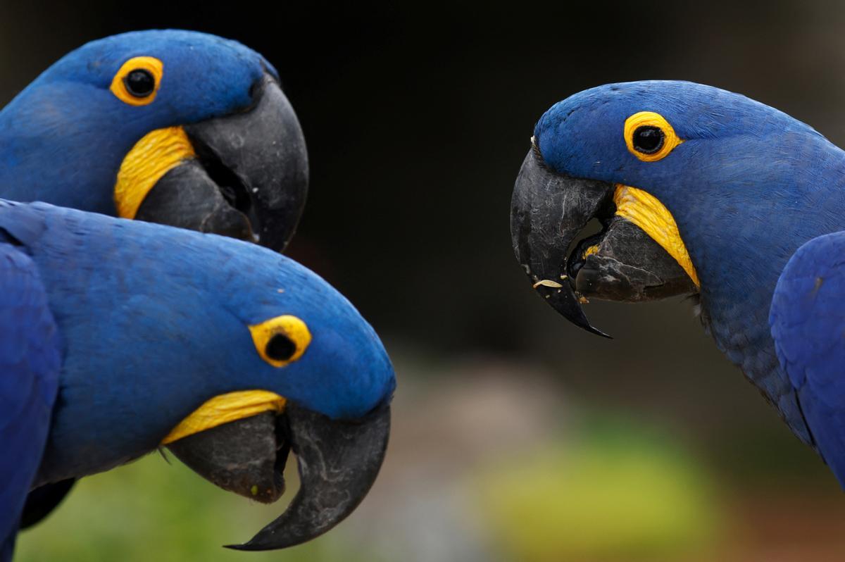 Singapur estrena el parque Paraíso de los pájaros