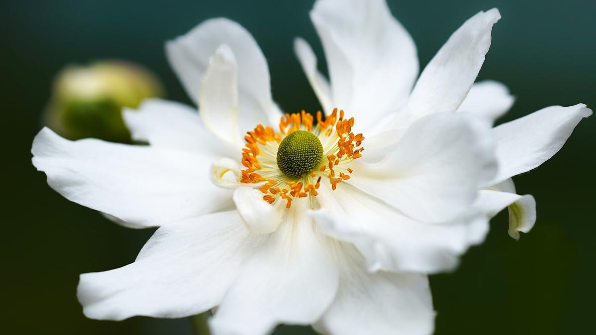 Las flores blancas de la anémona son muy utilizadas en los ramos de novia