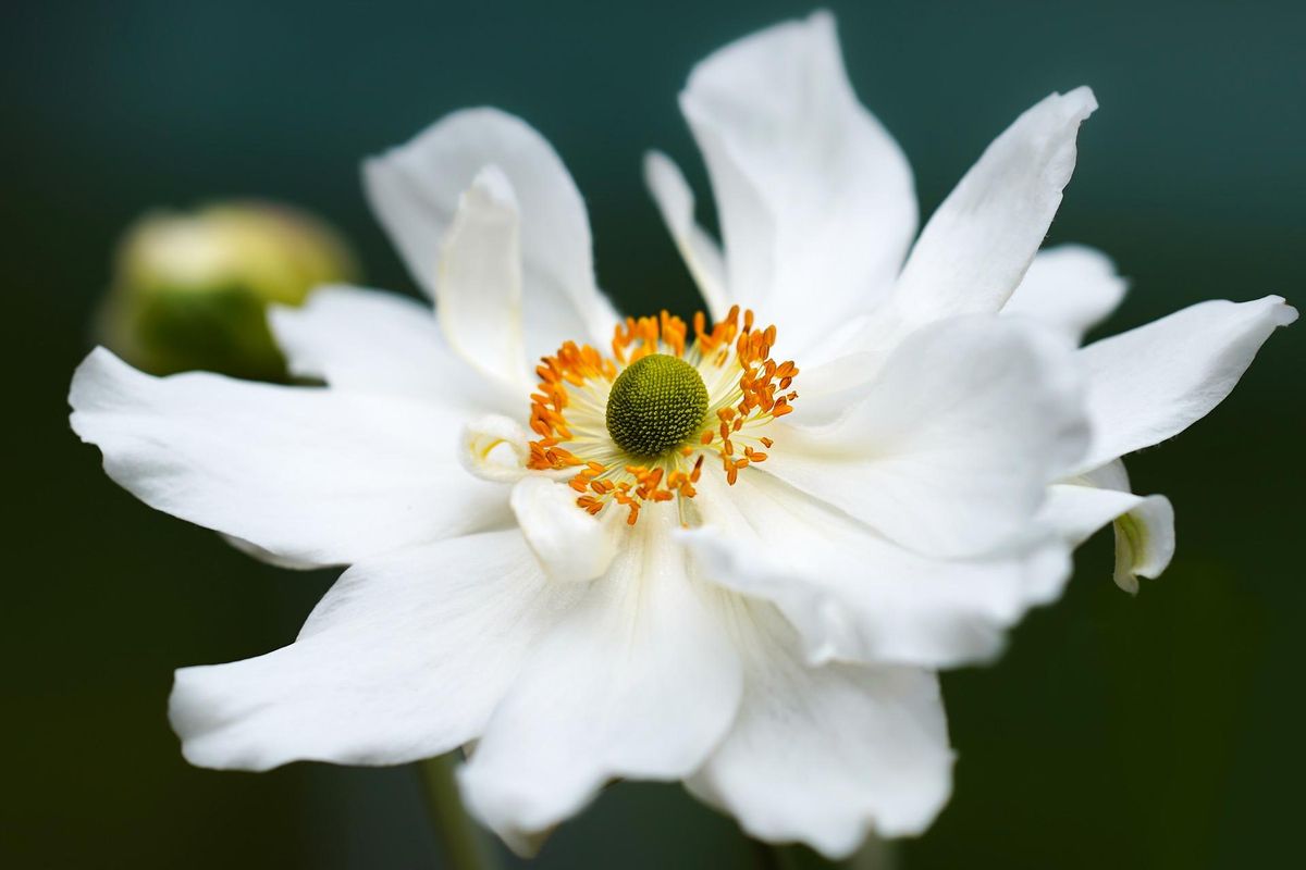 Las flores blancas de la anémona son muy utilizadas en los ramos de novia