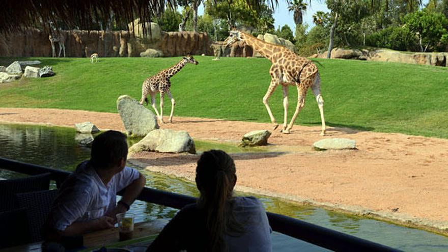 Este verano descubre uno de los Top 10 de TripAdvisor: Bioparc Valencia