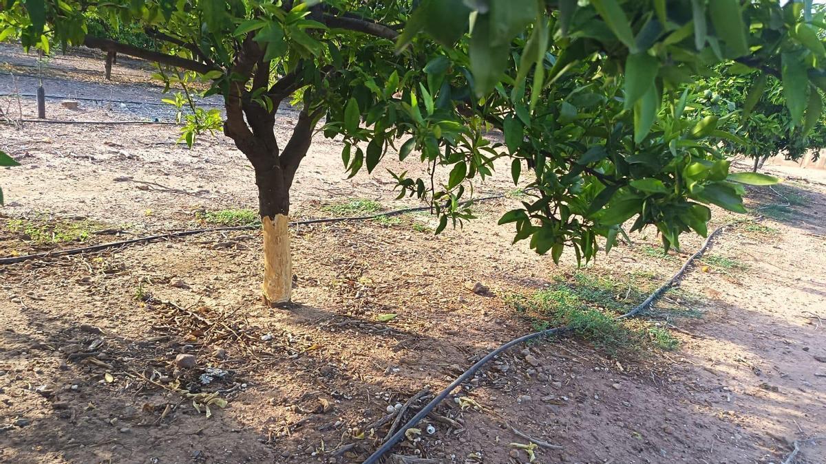 Árbol con la corteza roída por conejos.