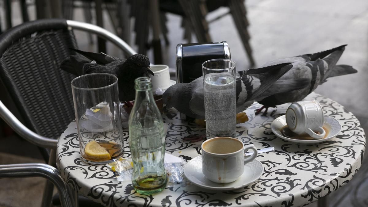 Palomas en una terraza del casco histórico de Avilés.