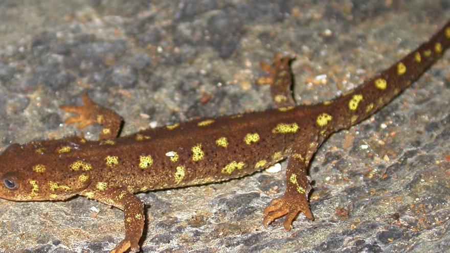 Imatge d&#039;arxiu d&#039;un tritó del Montseny