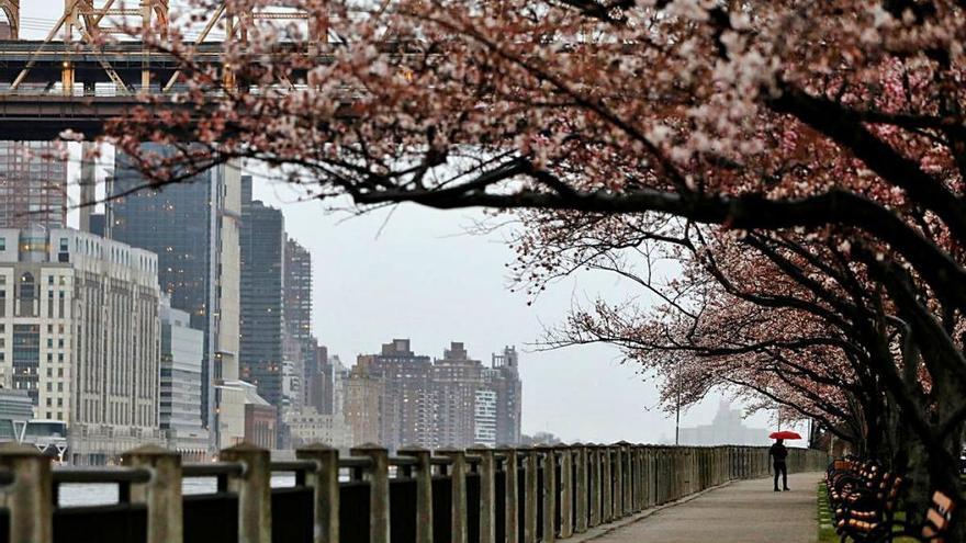 Els carrers de Nova York, gairebé deserts durant el matí d&#039;ahir.