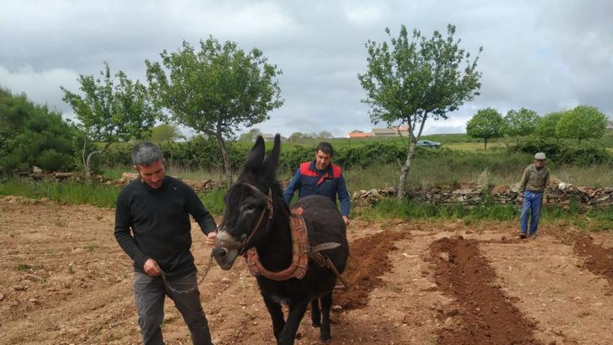 Aprobada la evaluación ambiental de las concentraciones de Tola y Rábano