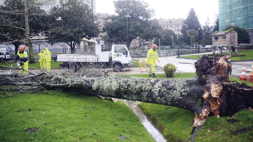 La fuerza del viento arrancó de raíz más de un árbol en Pontevedra. // R.Vázquez