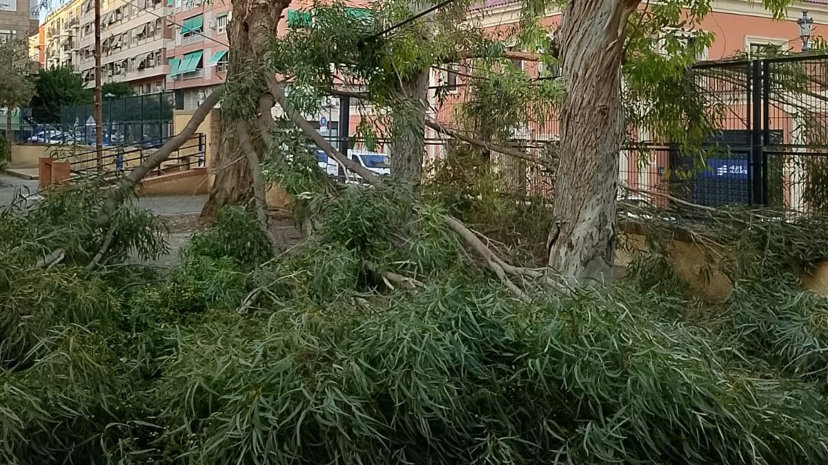 Rama de eucalipto desprendida en Benalúa, en Alicante.