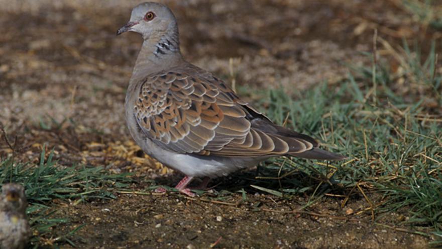 Tórtola europea, la abubilla, vencejo, golondrina, carricero común, lavandera boyera.... Son algunas de las especies que, tras pasar el invierno en el continente africano, pueden encontrarse ahora en lugares como A Lanzada y A Bodeira.