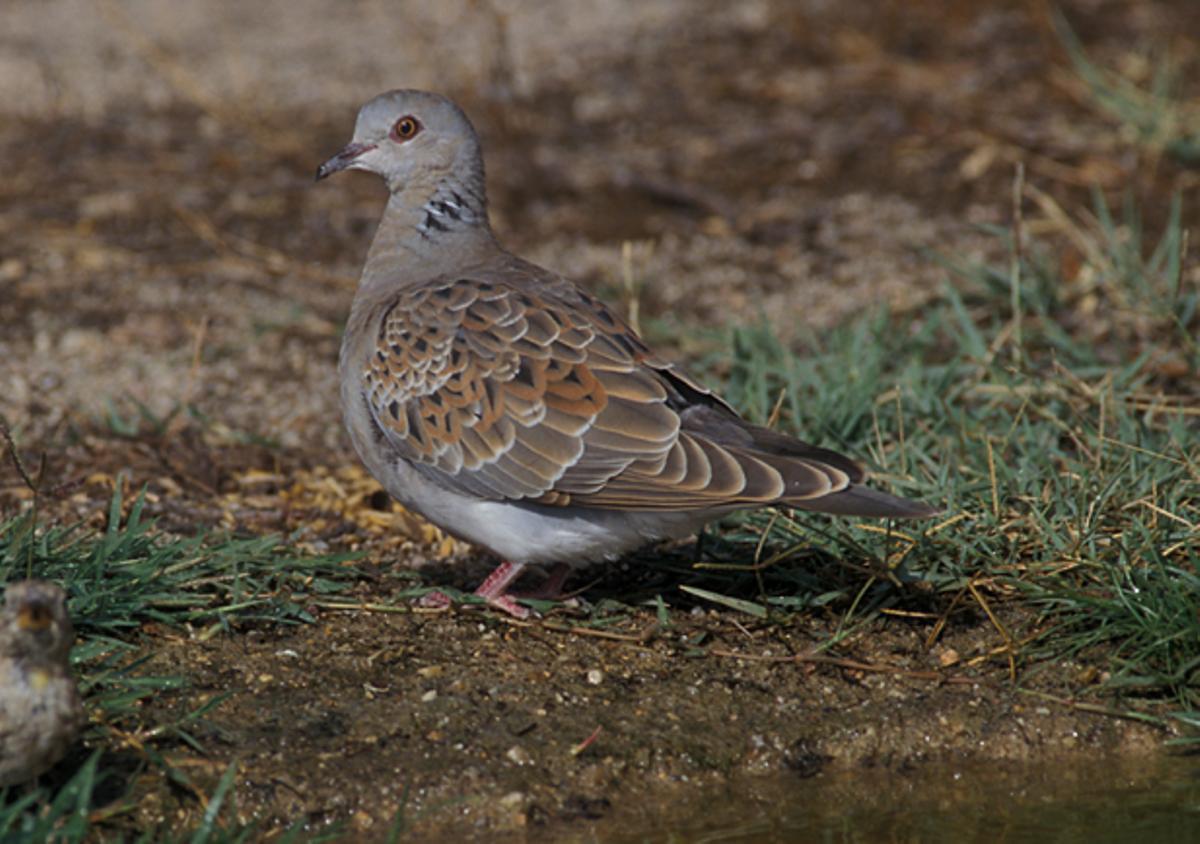 Tórtola europea, la abubilla, vencejo, golondrina, carricero común, lavandera boyera.... Son algunas de las especies que, tras pasar el invierno en el continente africano, pueden encontrarse ahora en lugares como A Lanzada y A Bodeira.