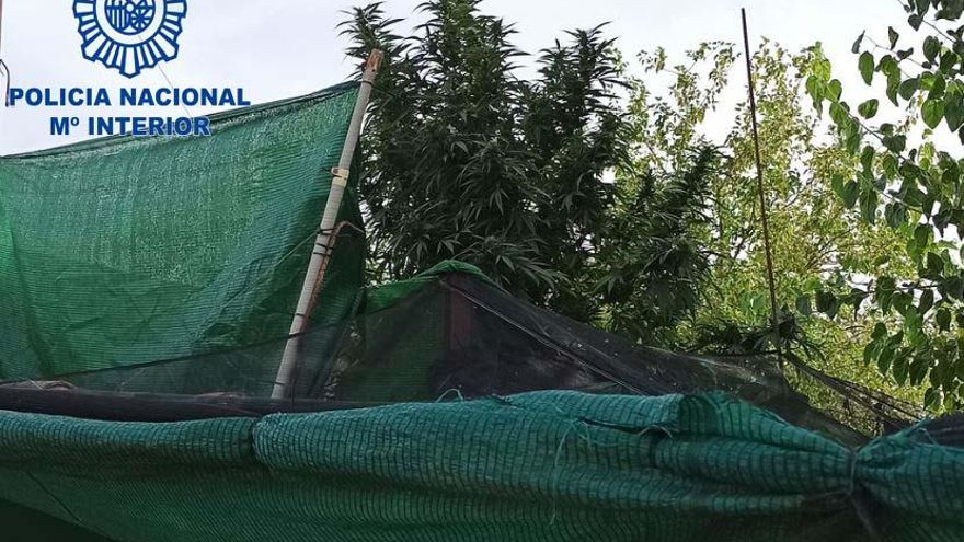 La Policía Nacional desmantela en Badajoz una plantación de marihuana