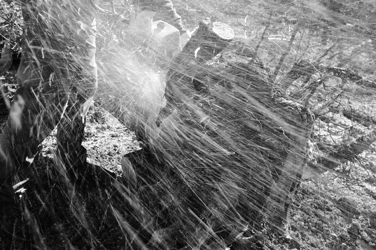 'Sacrificis', el "drama visual" de la pérdida del almendro