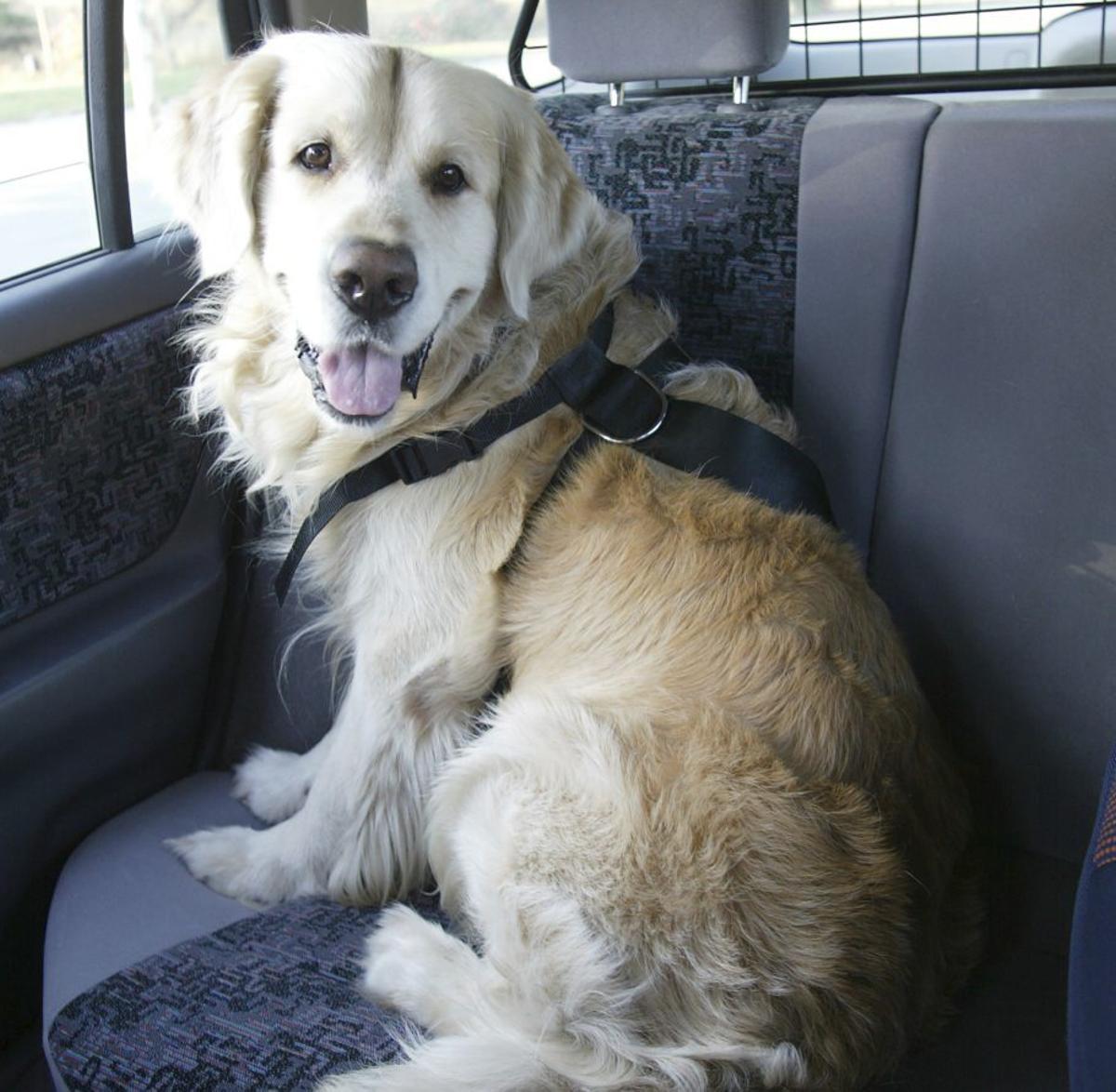 Un gos viatja al cotxe dels amos, en una imatge d’arxiu. | MARINA VILANOVA