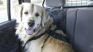 Animals abans que wifi i piscina