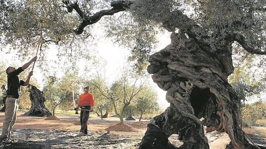 La venta de olivos milenarios de Castellón llega a la red con ofertas de 60.000 euros