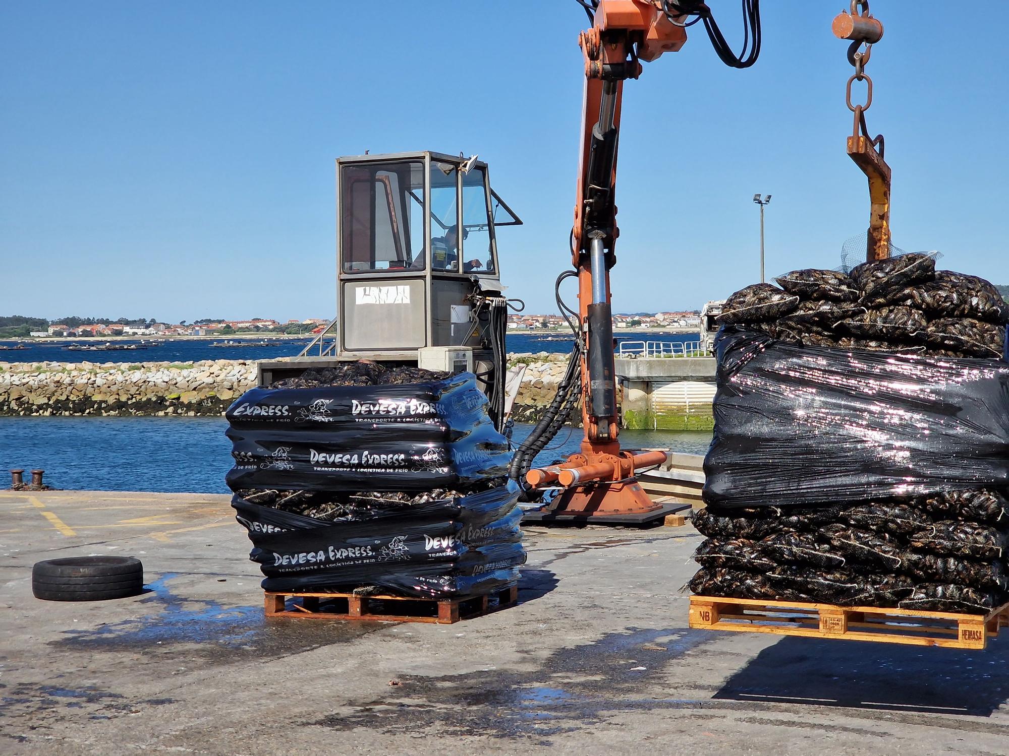 Descargas de mejillón en Arousa.