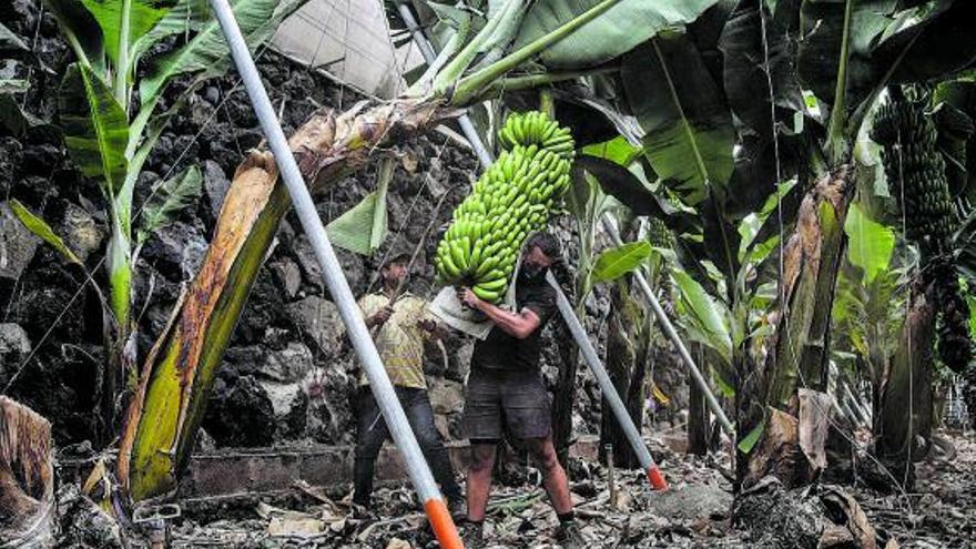 Dos agricultores cubiertos de ceniza  recogen piñas de plátanos con la podona en La Palma.
