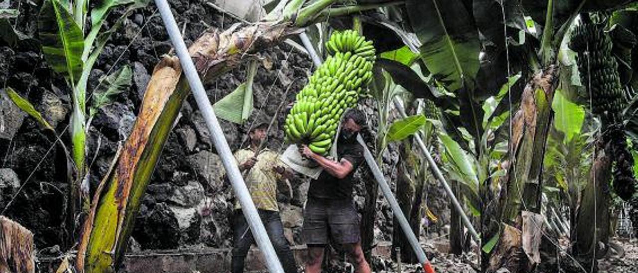 Dos agricultores cubiertos de ceniza  recogen piñas de plátanos con la podona en La Palma.