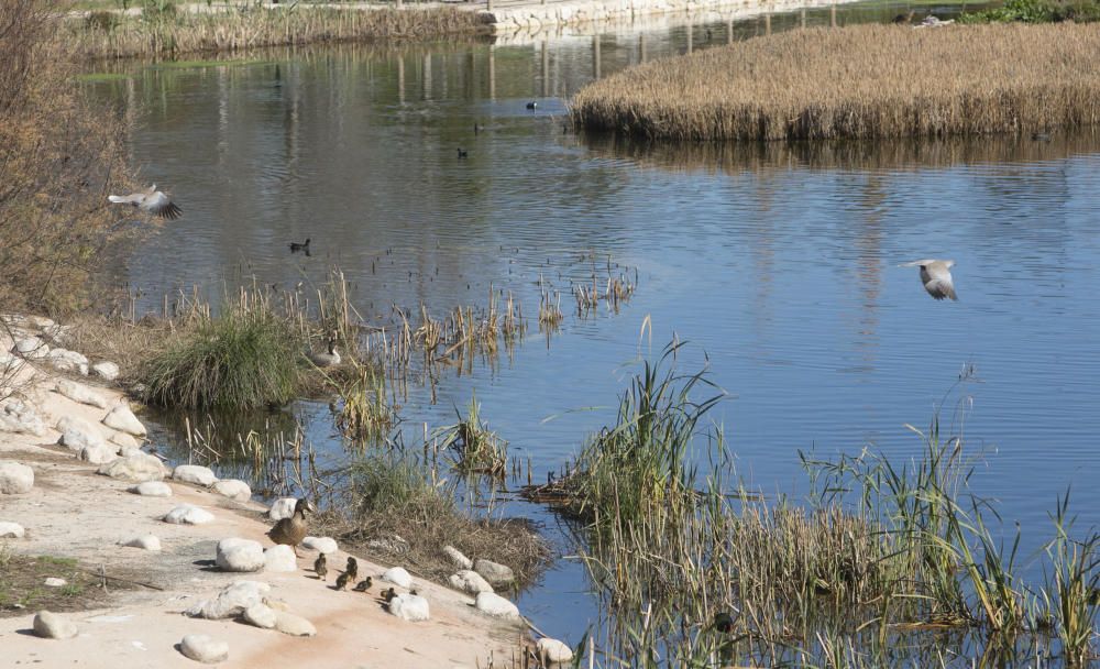 El parque La Marjal, hábitat para un centenar de especies de aves en la playa de San Juan de Alicante