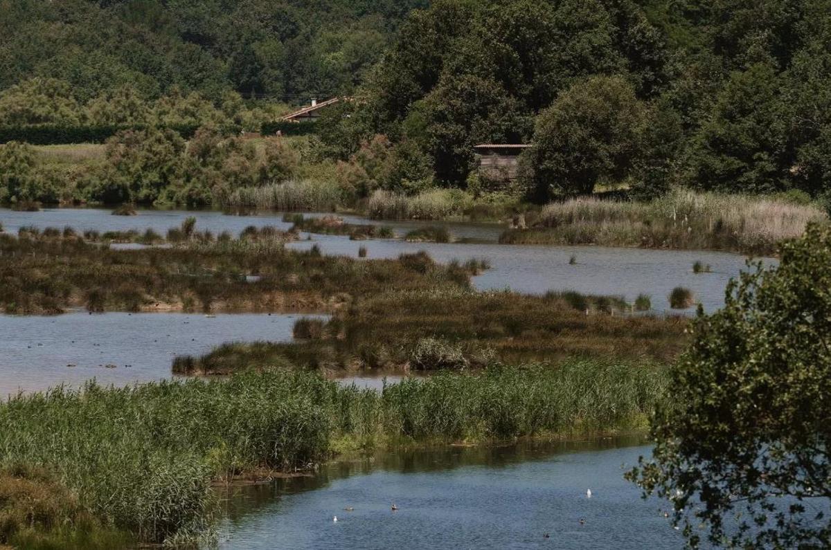 Varias aves reposan en la marisma de Urdaibai, en una imagen tomada en el International Bird Airport.