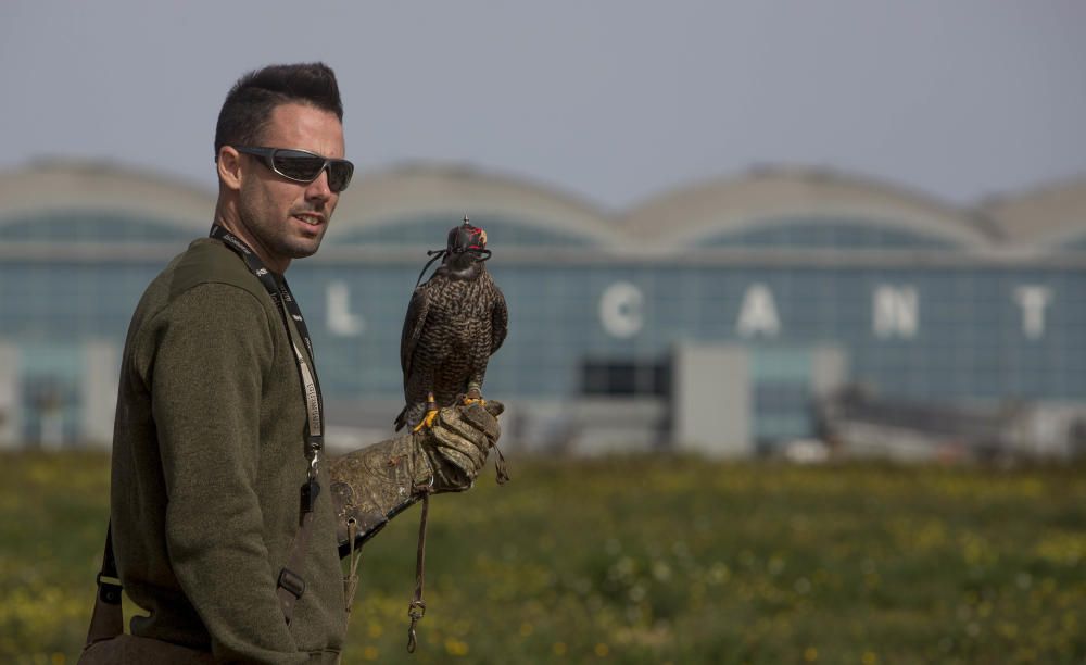 Halcones en El Altet, los guardianes del cielo