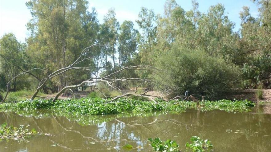 La Confederación del Guadiana retira más de 1.000 toneladas de camalote al día