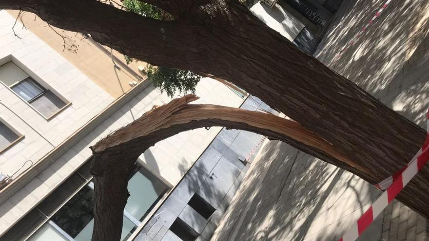 Cae la rama de un árbol sin causar heridos