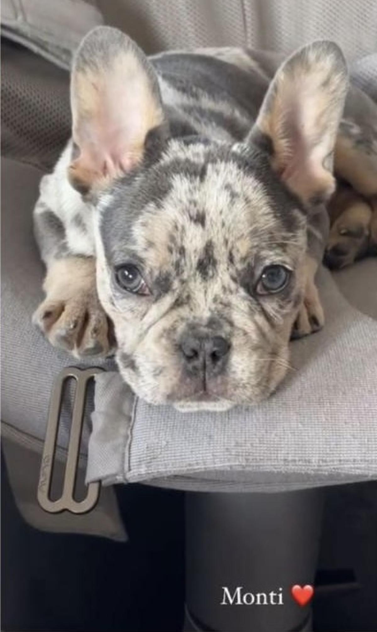 Monti es el bulldog francés de Alice y Álvaro Morata