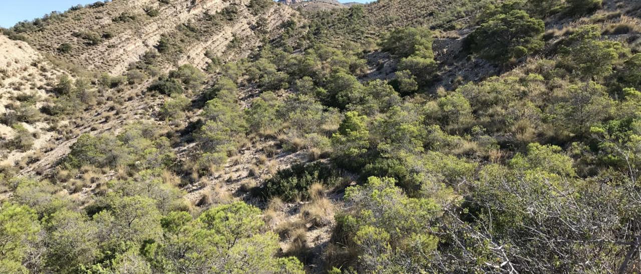 El paraje es el principal pulmón verde del Medio Vinalopó