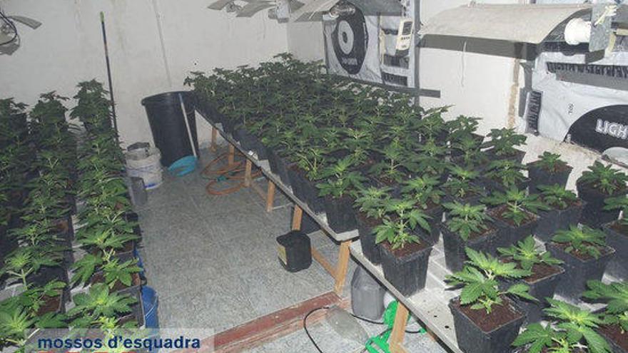 Una de les plantacions de marihuana localitzades a Figueres