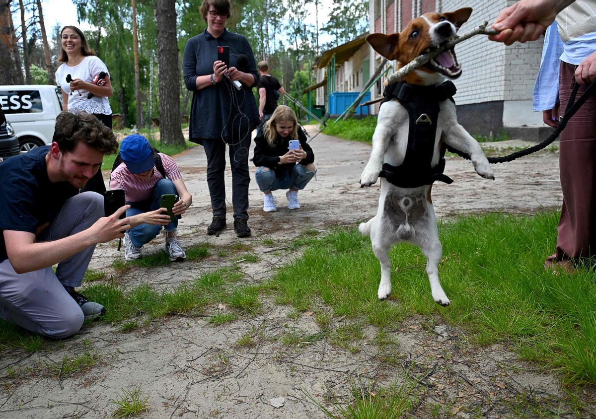 Patrol, un perro Jack Russell Terrier,especializado en la detección de minas, juega ante un grupo de periodistas a su vuelta de una misión sobre el terreno en la localidad de Yahidne, en la región de Chernihiv.